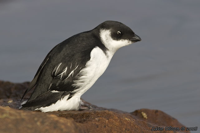 ALKEKUNG - LITTLE AUK - (Alle alle) - stor bild / full size