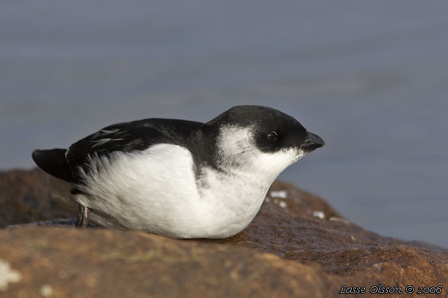 ALKEKUNG - LITTLE AUK - (Alle alle) - stor bild / full size