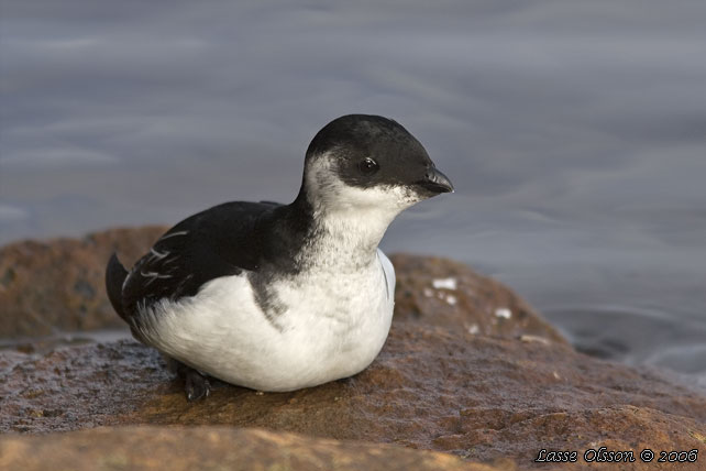 ALKEKUNG - LITTLE AUK - (Alle alle) - stor bild / full size