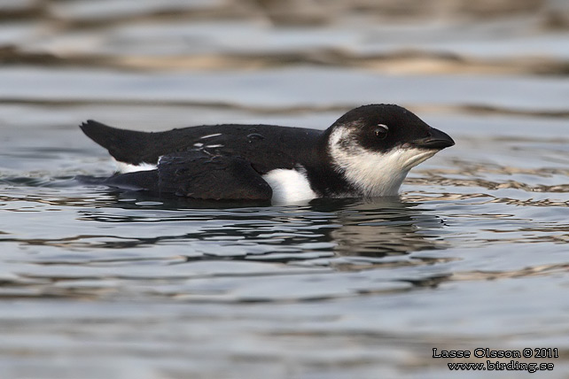 ALKEKUNG - LITTLE AUK - (Alle alle) - stor bild / full size