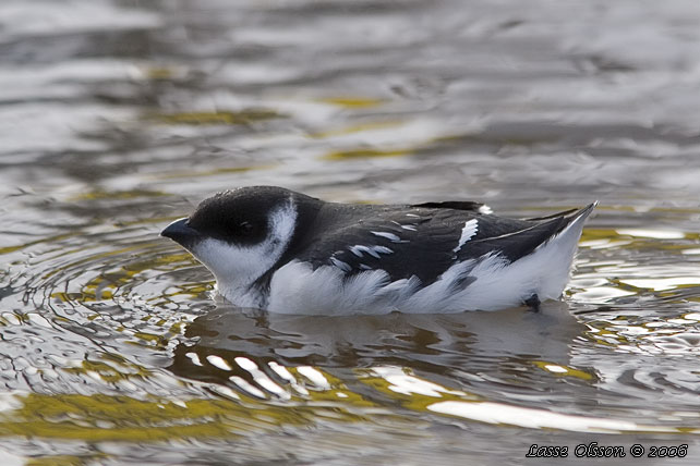 ALKEKUNG - LITTLE AUK - (Alle alle) - stor bild / full size