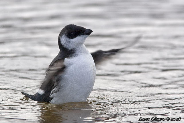 ALKEKUNG - LITTLE AUK - (Alle alle) - stor bild / full size