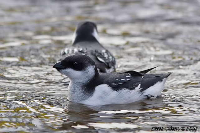 ALKEKUNG - LITTLE AUK - (Alle alle) - stor bild / full size