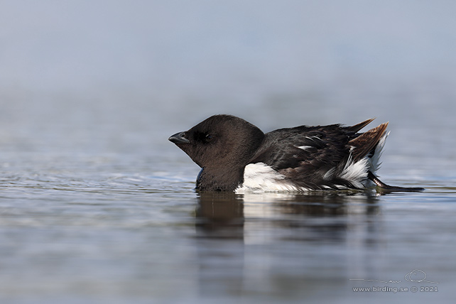 ALKEKUNG - LITTLE AUK - (Alle alle) - stor bild / full size