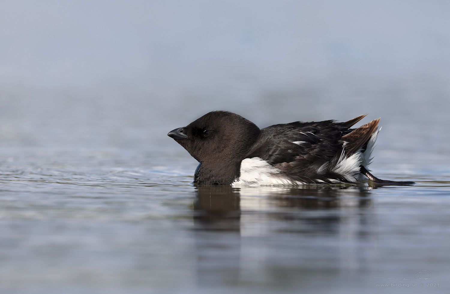 ALKEKUNG - LITTLE AUK - (Alle alle) - Stng / Close