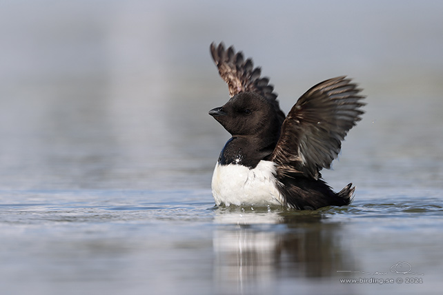 ALKEKUNG - LITTLE AUK - (Alle alle) - stor bild / full size