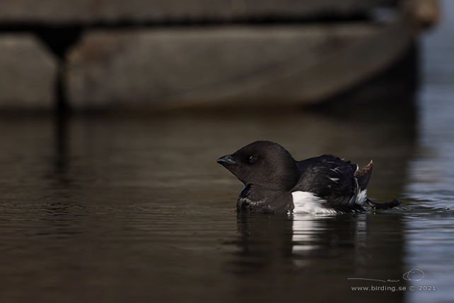 ALKEKUNG - LITTLE AUK - (Alle alle) - stor bild / full size