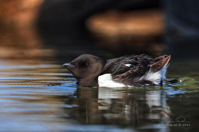 ALKEKUNG - LITTLE AUK - (Alle alle) - stor bild / full size