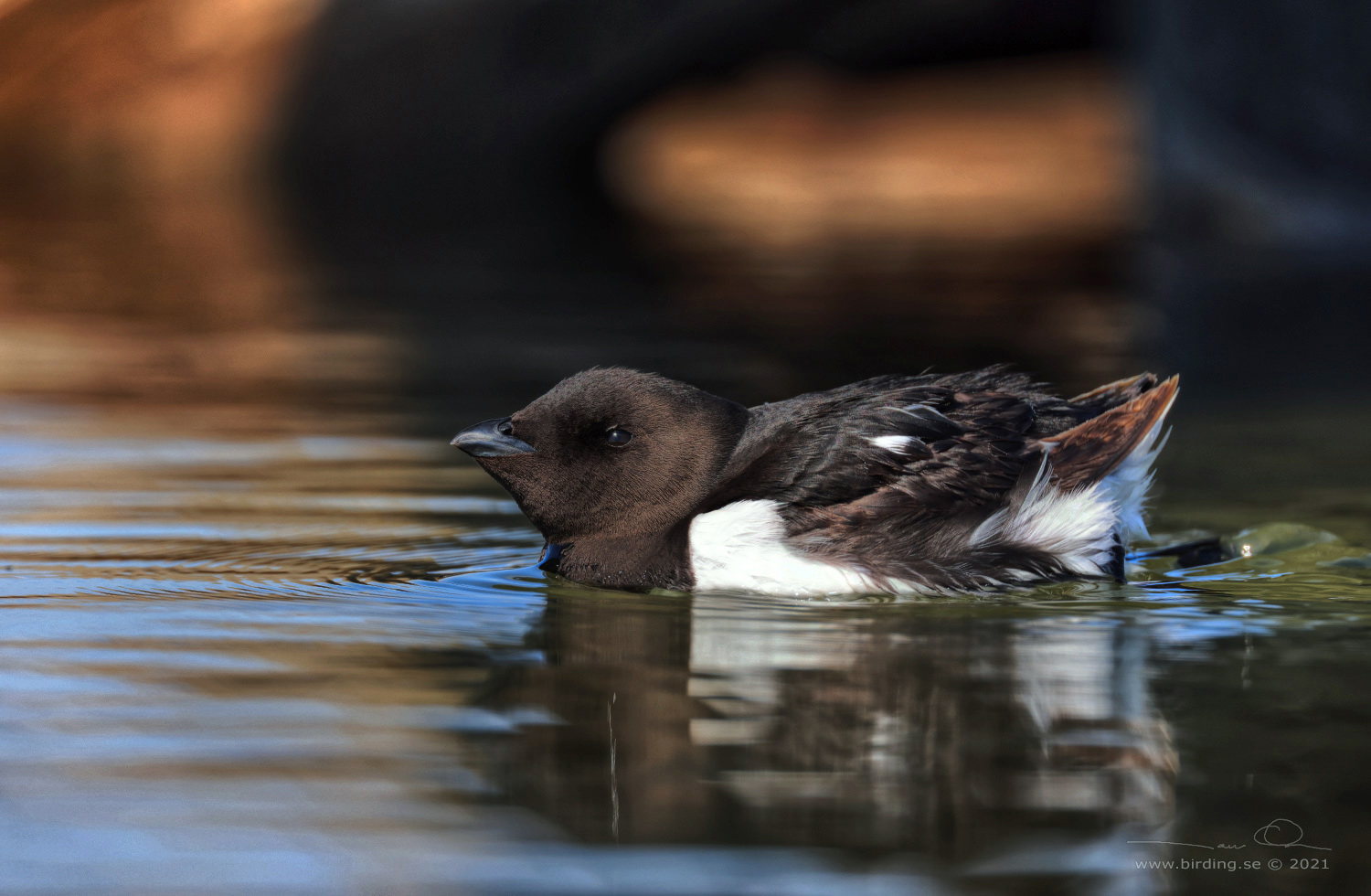 ALKEKUNG - LITTLE AUK - (Alle alle) - Stng / Close
