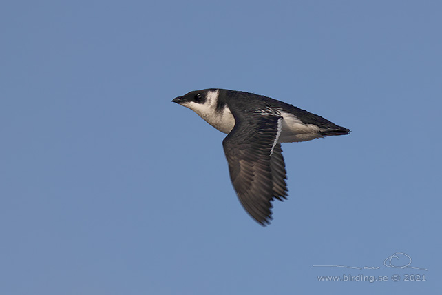 ALKEKUNG - LITTLE AUK - (Alle alle) - stor bild / full size