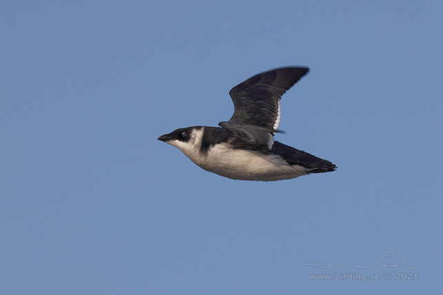 ALKEKUNG - LITTLE AUK - (Alle alle) - stor bild / full size