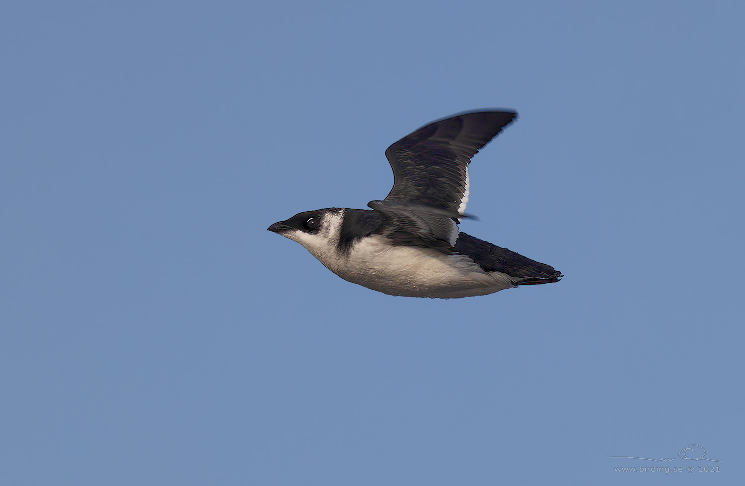 ALKEKUNG - LITTLE AUK - (Alle alle) - Stng / Close