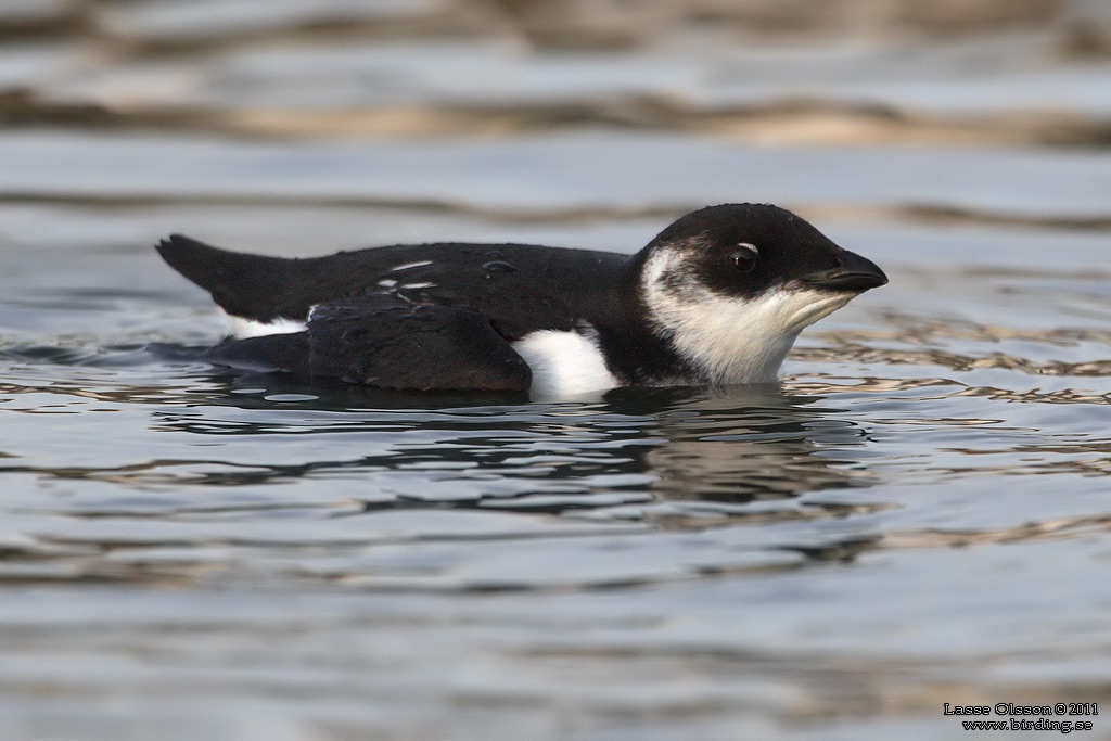 ALKEKUNG - LITTLE AUK - (Alle alle) - Stng / Close