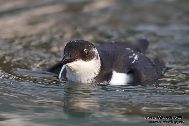 ALKEKUNG - LITTLE AUK - (Alle alle) - stor bild / full size