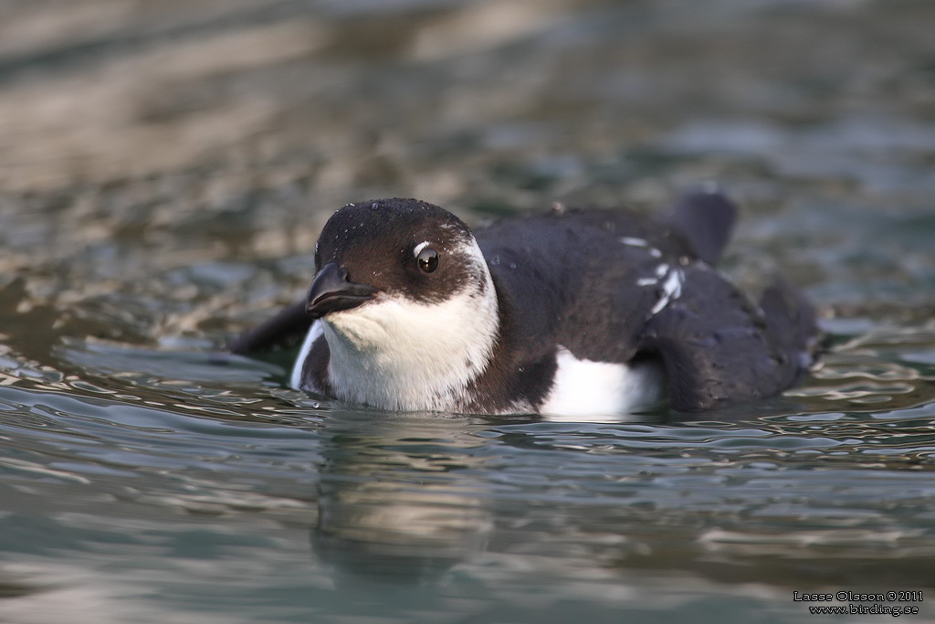 ALKEKUNG - LITTLE AUK - (Alle alle) - Stng / Close