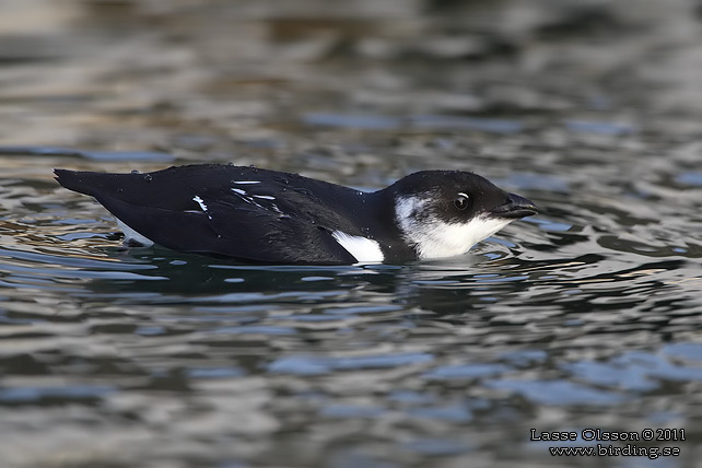 ALKEKUNG - LITTLE AUK - (Alle alle) - stor bild / full size