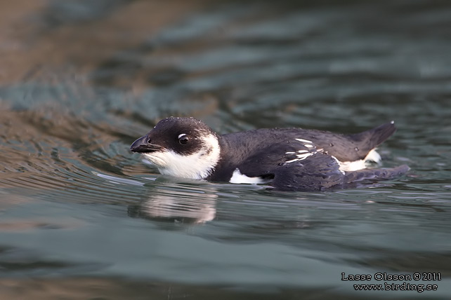 ALKEKUNG - LITTLE AUK - (Alle alle) - stor bild / full size