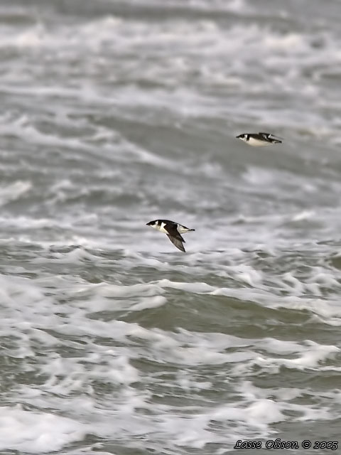 ALKEKUNG - LITTLE AUK - (Alle alle) 