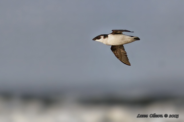 ALKEKUNG - LITTLE AUK - (Alle alle) 