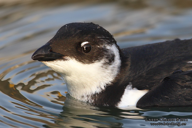 ALKEKUNG - LITTLE AUK - (Alle alle) - stor bild / full size