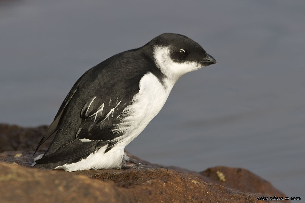 ALKEKUNG - LITTLE AUK - (Alle alle) - Stng / Close