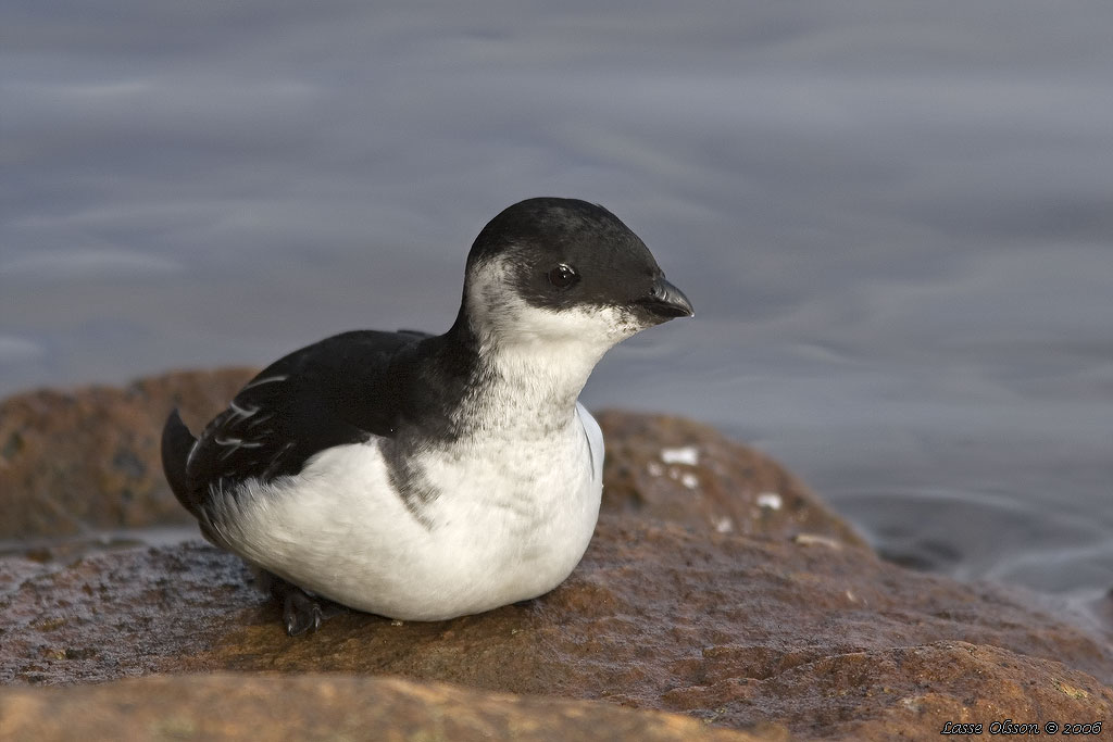 ALKEKUNG - LITTLE AUK - (Alle alle) - Stng / Close