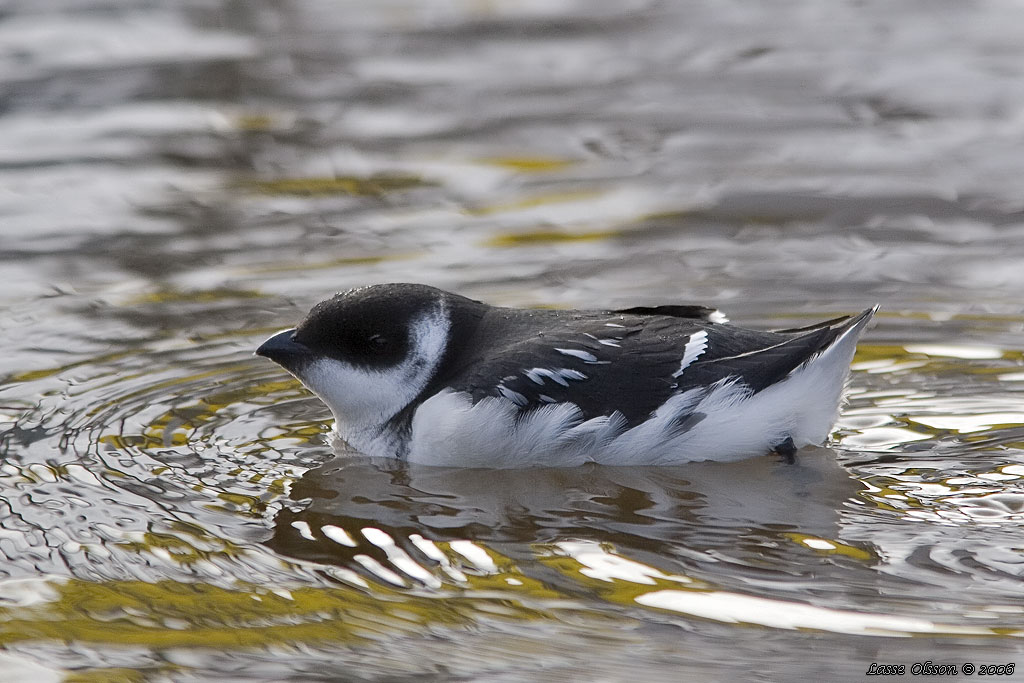 ALKEKUNG - LITTLE AUK - (Alle alle) - Stng / Close