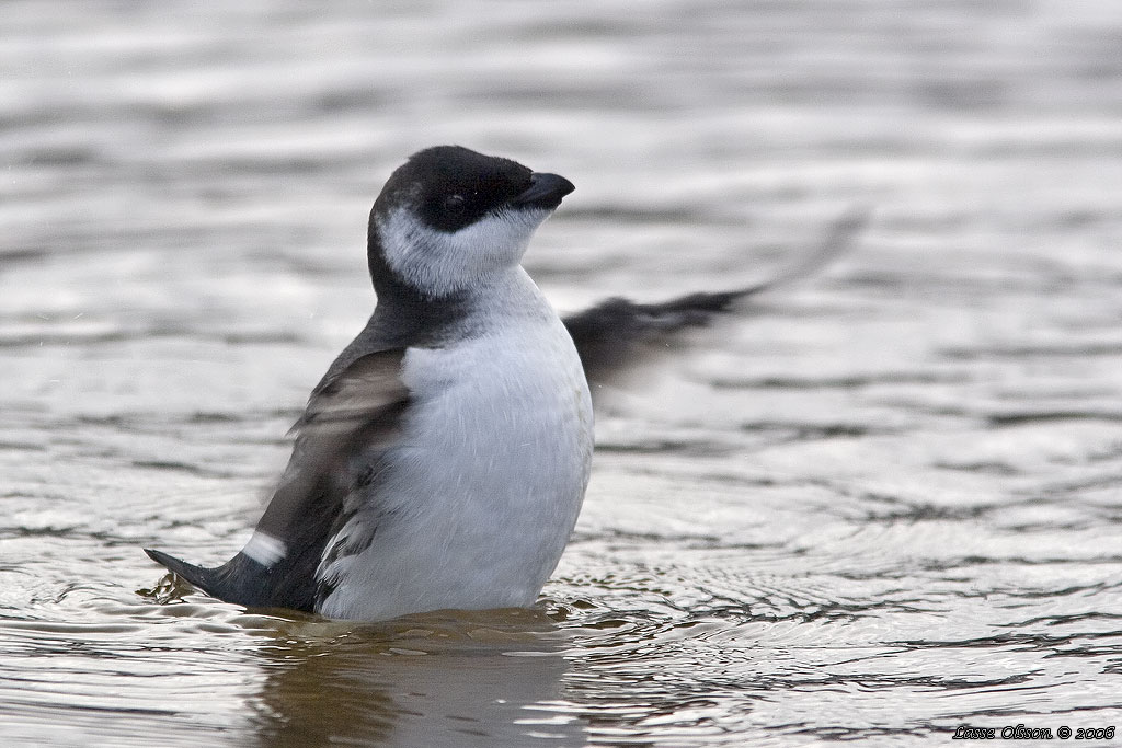 ALKEKUNG - LITTLE AUK - (Alle alle) - Stng / Close