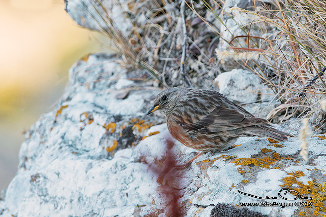 ALPJRNSPARV / ALPINE ACCENTOR (Prunella collaris)  - STOR BILD / FULL SIZE