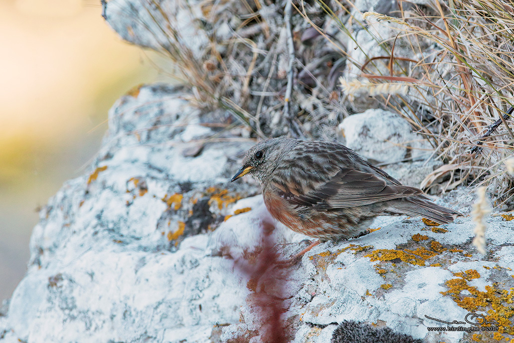 ALPJRNSPARV / ALPINE ACCENTOR (Prunella collaris) - Stäng / Close