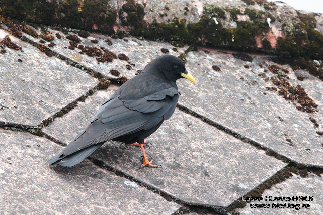 ALPKAJA / ALPINE CHOUGH (Pyrrhucorax graculus)