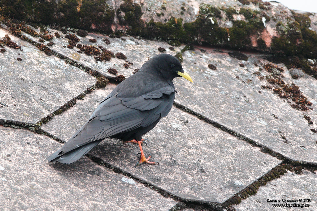 ALPKAJA / ALPINE CHOUGH (Pyrrhucorax graculus) - Stng / Close