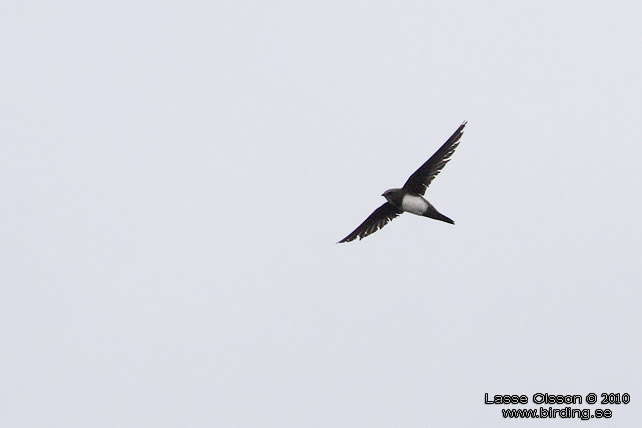 ALPSEGLARE / ALPINE SWIFT (Tachymarptis melba) - stor bild / full size