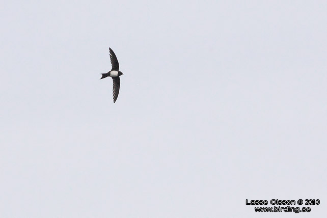 ALPSEGLARE / ALPINE SWIFT (Tachymarptis melba) - stor bild / full size