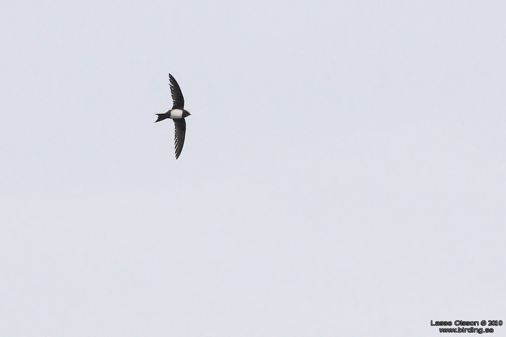 ALPSEGLARE / ALPINE SWIFT (Tachymarptis melba) - Stng / Close