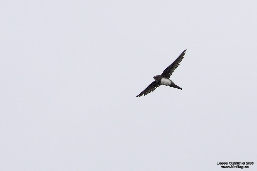 ALPSEGLARE / ALPINE SWIFT (Tachymarptis melba) - Stng / Close