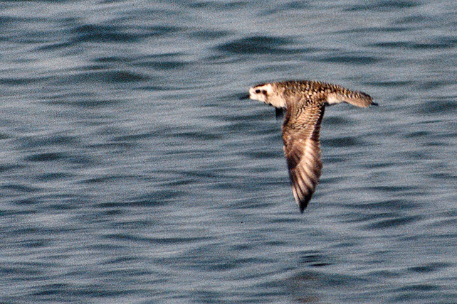 AMERIKANSK TUNDRAPIPARE / AMERICAN GOLDEN PLOVER (Pluvialis dominca)