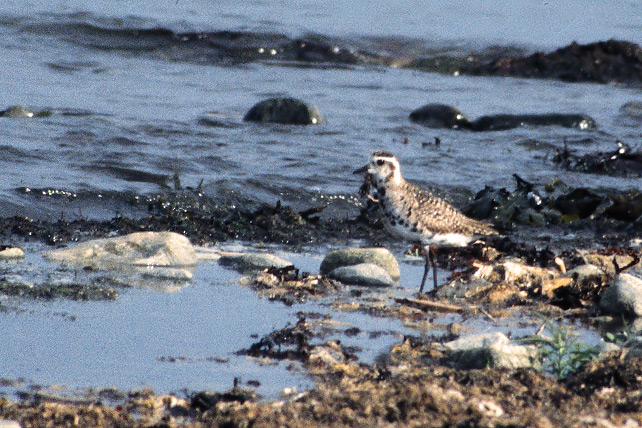 AMERIKANSK TUNDRAPIPARE / AMERICAN GOLDEN PLOVER (Pluvialis dominca)