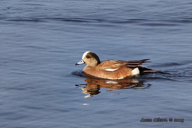 AMERIKANSK BLSAND / AMERICAN WIGEON (Mareca americana)