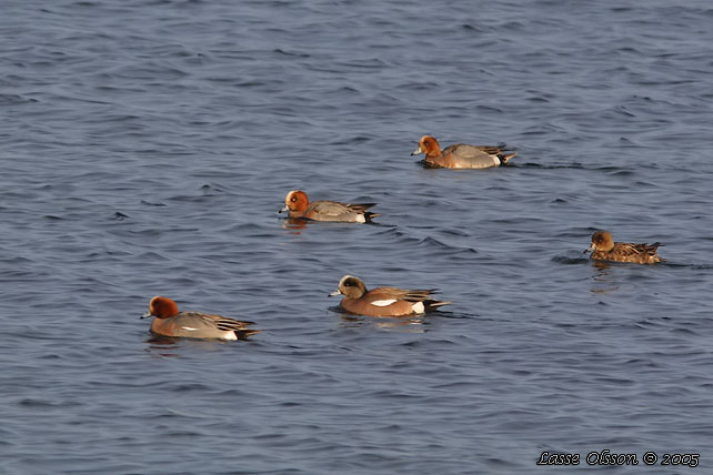 AMERIKANSK BLSAND / AMERICAN WIGEON (Mareca americana)