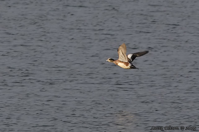 AMERIKANSK BLSAND / AMERICAN WIGEON (Mareca americana)