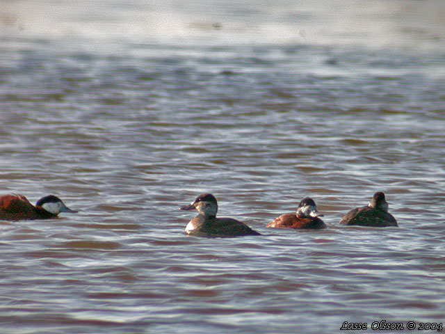 AMERIKANSK KOPPARAND / RUDDY DUCK ( Oxyura jamaicensis )