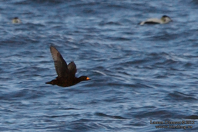 AMERIKANSK SJÖORRE / BLACK SCOTER (Melanitta americana)