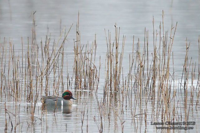 AMERIKANSK KRICKA / GREEN-WINGED TEAL ( Anas carolinensis )