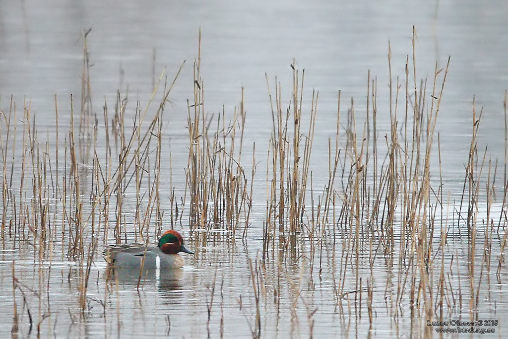 AMERIKANSK KRICKA / GREEN-WINGED TEAL (Anas carolinensis) - Stäng / Close