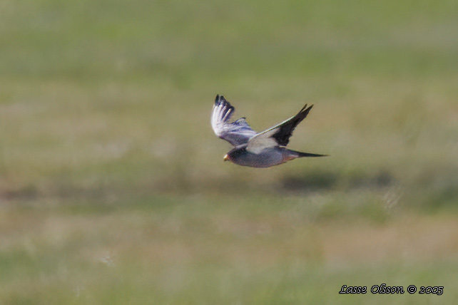 AMURFALK / AMUR FALCON (Falco amurensis)