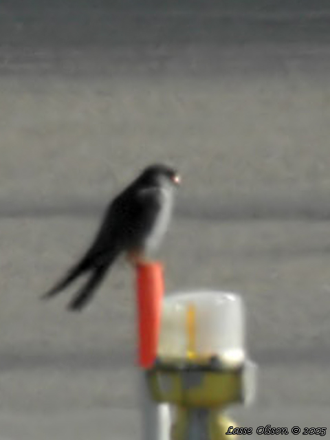 AMURFALK / AMUR FALCON (Falco amurensis)