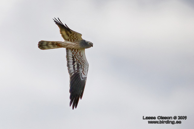 NGSHK / MONTAGU'S HARRIER (Circus pygargus) - stor bild / full size