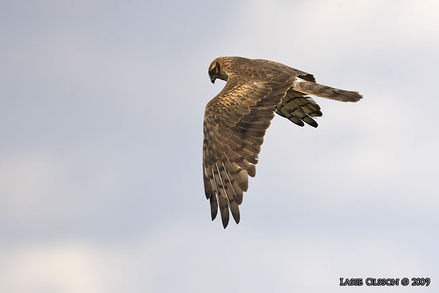 NGSHK / MONTAGU'S HARRIER (Circus pygargus) - stor bild / full size