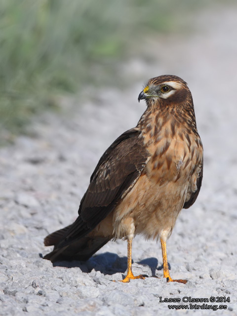 ÄNGSHÖK / MONTAGU'S HARRIER (Circus pygargus) - stor bild / full size